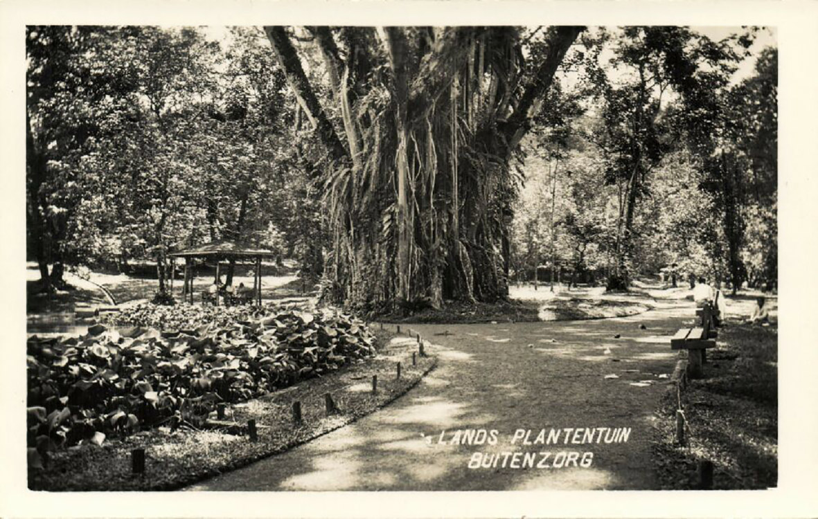 A Buitenzorg botanikus kert, Indonézia, 1930, hippostcard.com