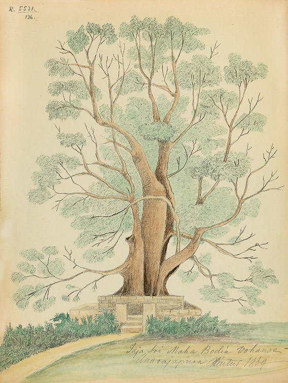 Sri Maha Boditi Wohanse szent bú fa, Anarajapura Jaya, R5531_136